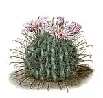 Ferocactus fordii
