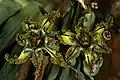 Ferraria variabilis
