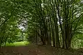 Laubwald im Gebiet