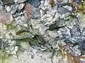 Feuersalamander-Larven