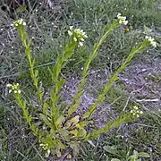 Acker-Hellerkraut