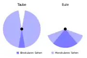 Schematische Außengrenzen und Deckfelder des binokularen Gesichtsfeldes bei einer Taube (links) und einer Eule (rechts)