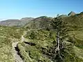 Der Karnische Höhenweg mit dem Findenigkofel im Hintergrund