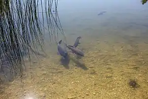 Fische im See