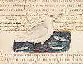 Fischermöwe (Blatt&nbsp;478&nbsp;verso)
