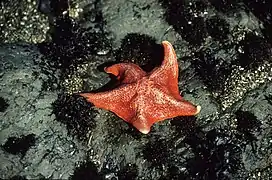 Patiria miniata
