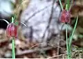 Fritillaria messanensis subsp. gracilis der submediterranen Stufe sind einfarbig dunkelpurpurn