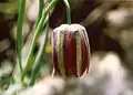 Fritillaria messanensis subsp. gracilis oromediterraner Stufen sind immer mit grünem Streifen, Orjen
