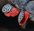 Details der Flügel mit den roten Hinterflügel