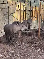 Zwei Flachlandtapire, stehend, in ihrem neuen Gehege in der Tropenhalle namens Meranti-Halle