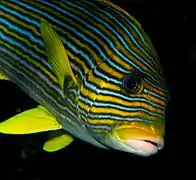 Plectorhinchus polytaenia