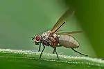 Schnappschuss einer Fliege (Brachycera)