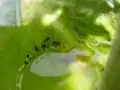 Fliegenlarven im Wasser.