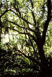 Ein ursprünglicher Wald aus Pisonia grandis auf Flint