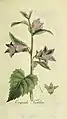 Illustration aus der Flora Europaea inchoata
