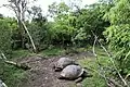 Riesenschildkröten