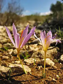 Crocus serotinus (H)
