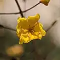 Blüte von Verbascum dudleyanum
