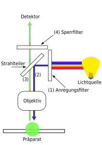 Schema eines Epifluoreszenzmikroskops