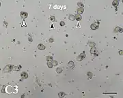 Zellen der Koralle Acropora tenuis in vitro 7 Tage nach Zusammenfügen mit Breviolum minutum. Eine (schwarze Pfeilspitze), zwei (graue Pf.) und drei Algen (weiße Pf.) in einzelnen Korallenzellen.
