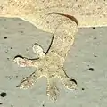 Fuß
