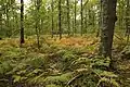 Wald von Méridon bei Chevreuse
