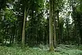 Forêt d’Eawy