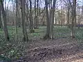 Waldgebiet in der Nähe von Tigery im Frühjahr