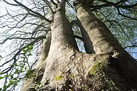 Stattliche Buche im Forêt Domaniale de Desvres