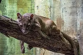 Fossa