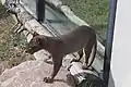 Fossa (Cryptoprocta ferox)