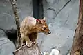 Fossa (Cryptoprocta ferox)