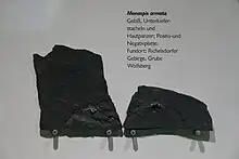 Foto zweier fast spiegelbildlicher schwarzer Gesteinsplatten, die linke ist deutlich höher als die Rechte. Im unteren Bereich sind jeweils fossile Abdrück zu sehen.