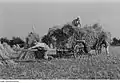 Roggenernte 1948, Deichselseite eines beladenen Leiterwagens