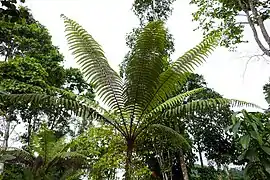 Baumfarn Fougère arborescente (Cyathea welwitschii).