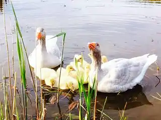 Fränkische Landgans