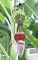 Bananen