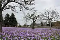 Blühaspekt auf einer Obstwiese