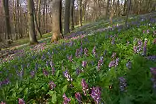 Frühling