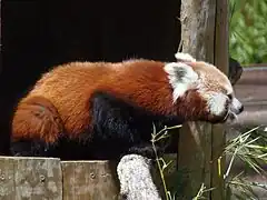 Westlicher Kleiner Panda