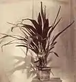 Piti Coralina