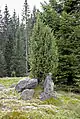 Wacholderbaum