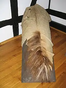 Bereits teilweise enthaartes Fell auf dem Gerberbaum (Hagen/Westfalen)