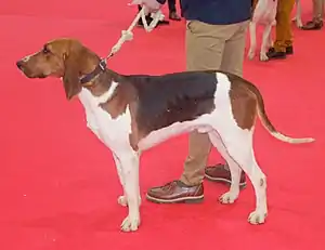 Französischer Laufhund