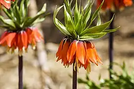 KaiserkroneFritillaria imperialis