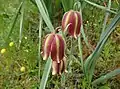 Hängende, glockenförmige Blüte von der Seite