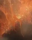 Feuer