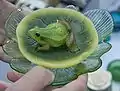 Kerze in der Form eines Frosches