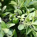 Frucht und Blätter einer Zwerg-Kulturform von Buxus microphylla (‘Hohman’s Dwarf’)