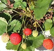 Erdbeeren